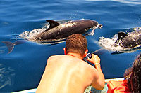 Espiritu Santo Island Dolphins