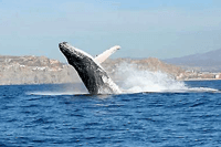 Private Cabo Whale Watching Express