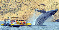 Cabo Whale Watching