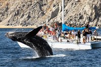 Whale Watching Catamaran Cabo
