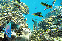 Snorkeling Photo Tour Los Cabos