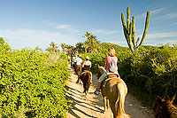 Cabo Horseback Riding Tour