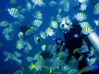 Cabo San Lucas Scuba Diving
