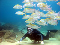 Cabo San Lucas Scuba Diving