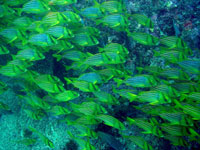 Cabo San Lucas Night Diving