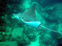 Spotted Eagle Ray in Cabo San Lucas