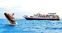 Whale Watching Sunrider Cabo