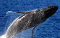 Cabo Whale Watching