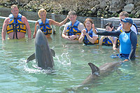 Cabo Dolphin Trainer and Swim Excursion