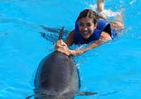 Swim With Dolphins Cabo San Lucas