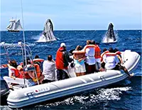 Whale Watching Express Tour