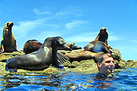 La Lobera Los Cabos Sea Lions