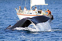 Cabo Whale Watching