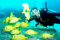 Cabo Scuba Diving