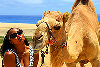 Camels Cabo San Lucas