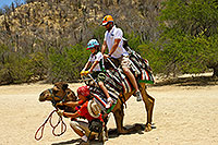 Camel Encounter Cabo San Lucas Mexico