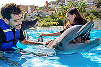 dolphin-hand-shake-cabo.jpg