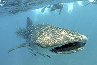 Whale Sharks in Cabo San Lucas