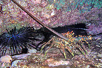 Cabo San Lucas Scuba Diving