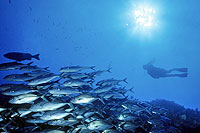 Cabo San Lucas Scuba Diving