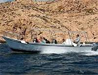 Whale Watching Express Tour