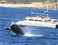 Cabo Whale Watching Tour