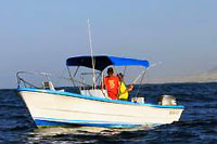 Cabo Panga Fishing Tour