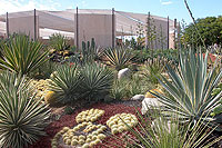 Cacti Mundo