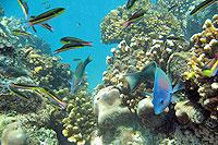 Cabo San Lucas Snorkeling