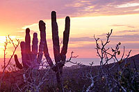 Horseback Riding Cabo