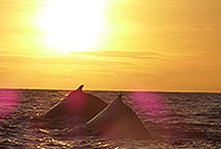 Cabo Whale Watching