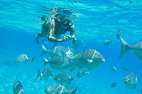 Cabo San Lucas Snorkeling - Pelican Rock