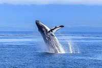 Cabo Whale Watching Tour