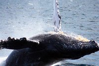 Catamaran Sail Whale Watching Cabo