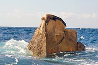 Sea Lion Colony, Cabo San Lucas