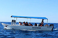 Cabo Whale Watching Excursion