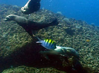 Scuba Diving Cabo San Lucas