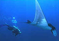 Cabo Scuba Diving