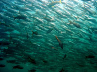 Scuba Diving at Cabo Pulmo