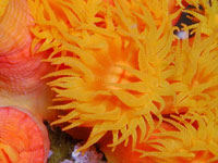 Anenomes at Cabo Pulmo