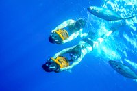 Cabo Power Snorkeling