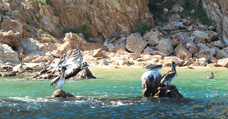 Cabo San Lucas Snorkeling