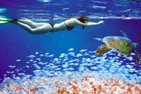 Cabo San Lucas Snorkeling