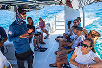 Whale Sharks in Cabo San Lucas