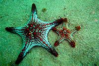 Cabo San Lucas Scuba Diving