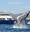 Whale Watching Excursion, Los Cabos