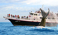 Sunrider Sunset Cruise Cabo San Lucas