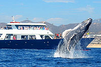Sunrider Whale Watch Cabo