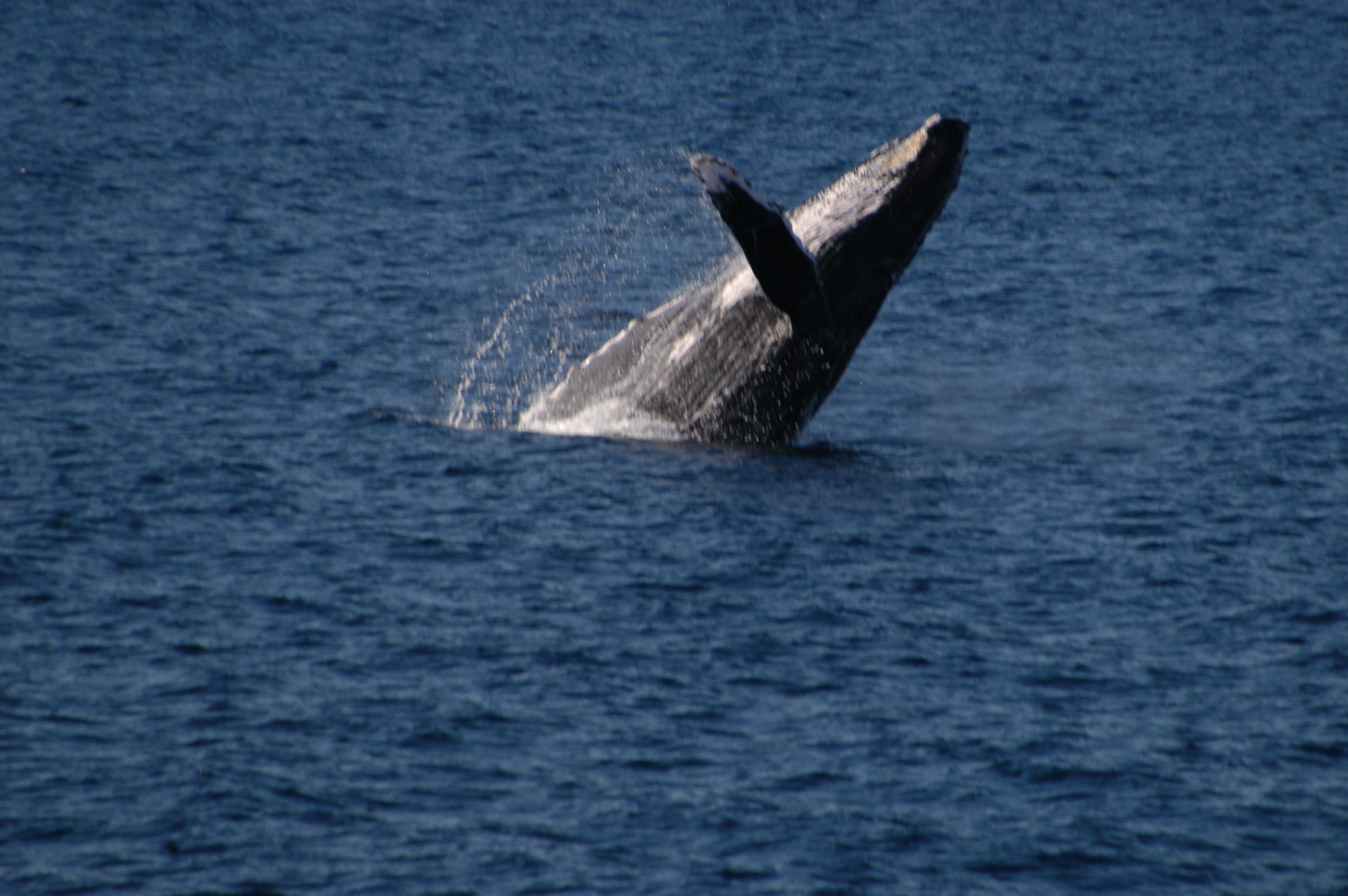 Ultimate Whale Watching