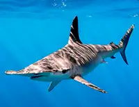 Snorkel with wildlife in Cabo